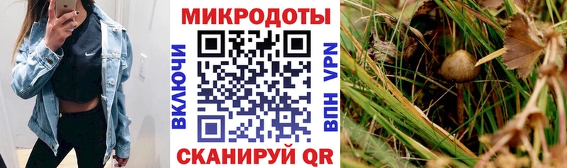 Галлюциногенные грибы Psilocybine cubensis  Купить где  Коммунар 